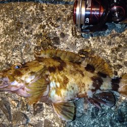 ガシラに救われた